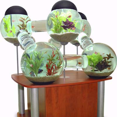 Crazy Fish Tanks