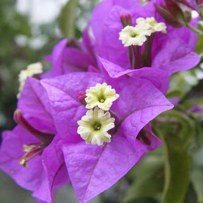 bougainvillea