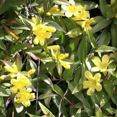 bougainvillea