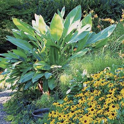Use a big-leaved potted plant as a screen