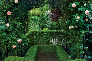 design ideas for sheared shrubs