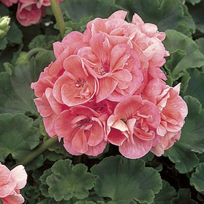 closeup of blooming geranium suitable for making a cutting