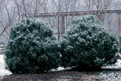 shrubs covered in snow exposed to the winter weather