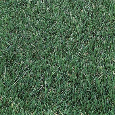 grass
