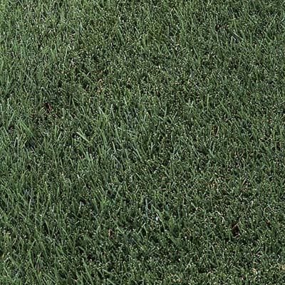 grass