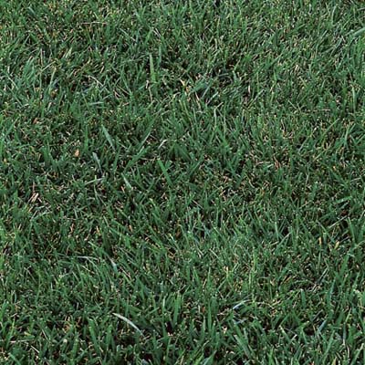 grass