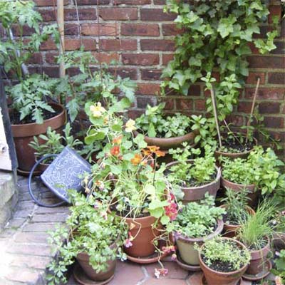 herb garden, container garden, tomato plants