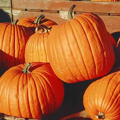 how to carve a pumpkin: select it