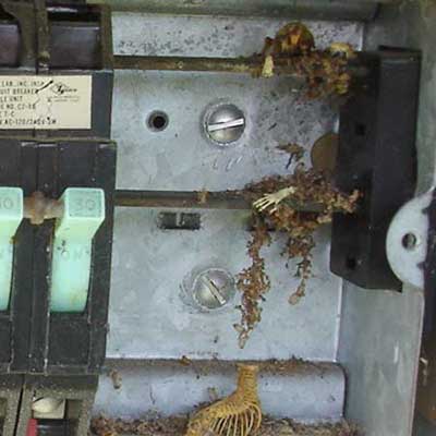 animal bones and skin found inside an electrical box