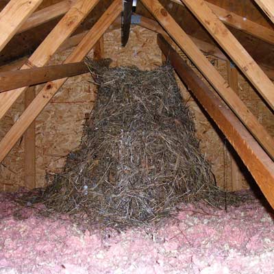nest built in attic seen on home inspection