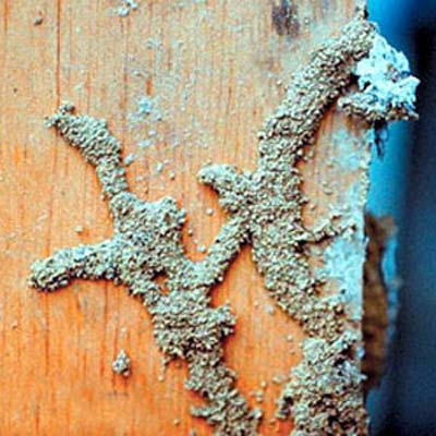 termite mud tubes