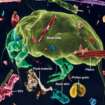 image of a dust mite surrounded by other allergens