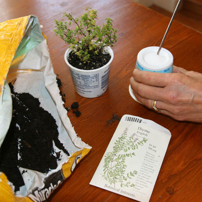 yogurt cups used to start seeds for later replanting