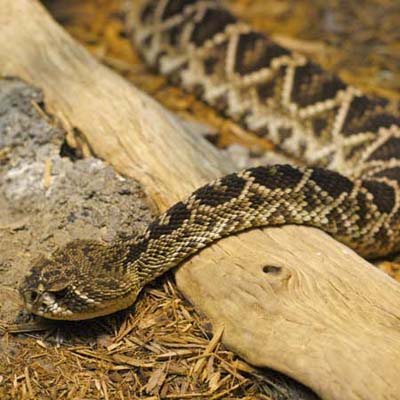 diamondback rattlesnake