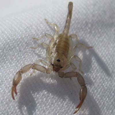 scorpion