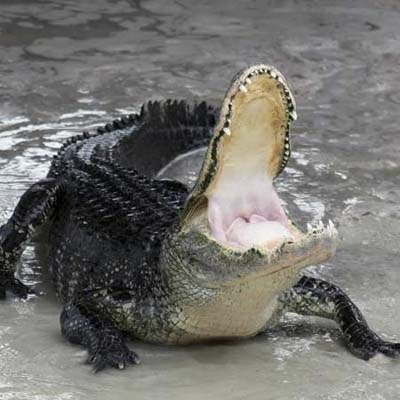 alligator