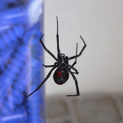 black widow spider