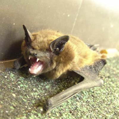 rabid bat