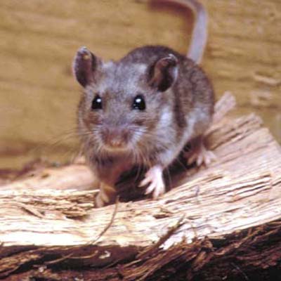 a mouse in the woodpile