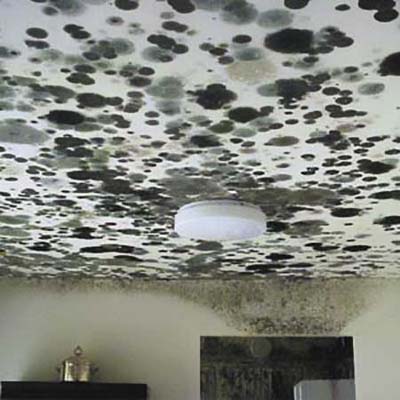 lots of mold (stachybotrys) on the ceiling of an abandoned house