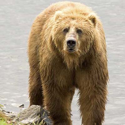 brown bear