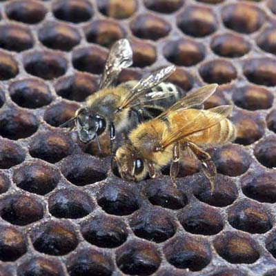 killer bees