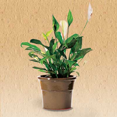 Peace Lily air cleaning house plant