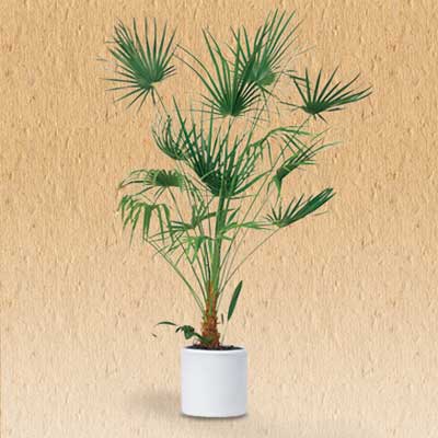 Lady Palm air cleaning house plant