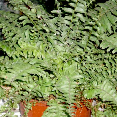 boston fern air cleaning house plant