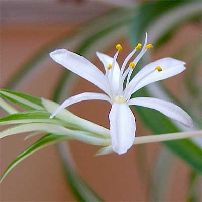 Spider Plant air cleaning house plant