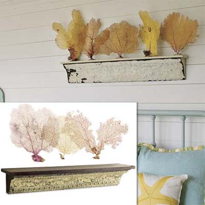 wall shelf and fan coral