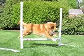 dog jumping over hurdle on agility course