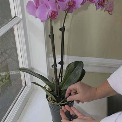 pieces of charcoal about to go into a potted orchid plant
