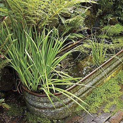 water garden in repurposed trough