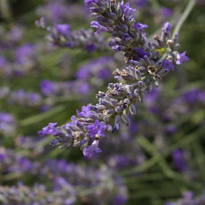 lavender