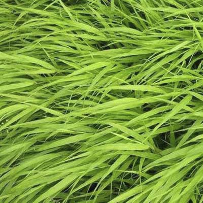 Japanese forest grass