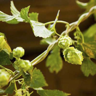 golden hop vine
