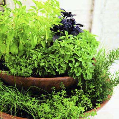 potted outdoor herb garden