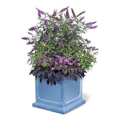 75 easy do it yourself upgrades under $75 summer plants and flowers
