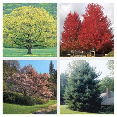 Fast Growing Shade Trees