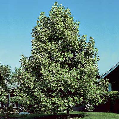 Tulip tree, a type of shade tree