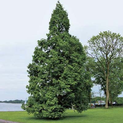 Dawn redwood, a type of screening tree