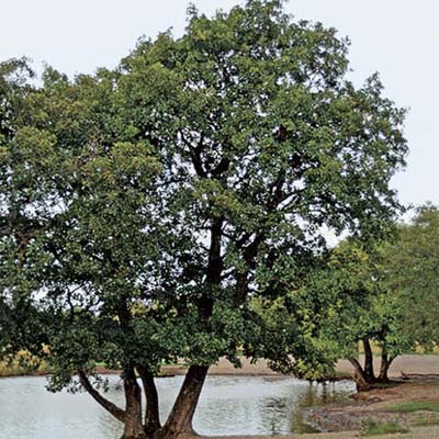 European black alder, a type of screening tree