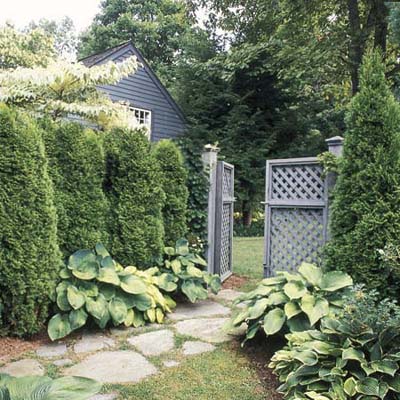 'Green Giant' Arborvitae | Fast-Growing Shade Trees | This Old House