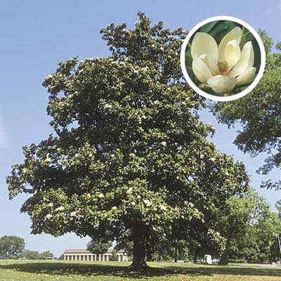 Sweet bay magnolia, a type of ornamental tree