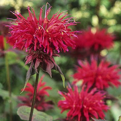 picture of bee balm plant