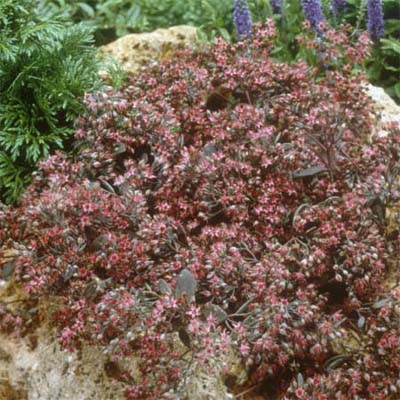 bertram anderson sedum