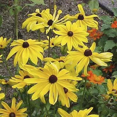 black eyed susan