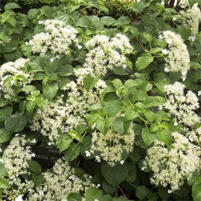 climbing hydrangea