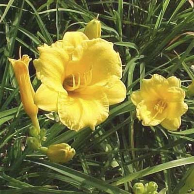 daylily